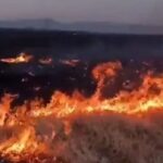 aniz yakip paylasti jandarma gozaltina aldi OHGczB8Z