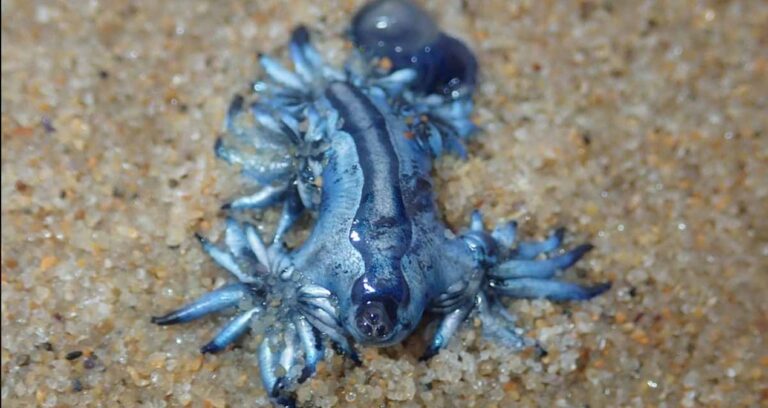 canavar 300 yil sonra geri geldi o kadar zehirli ki 3 cmlik boyutuna bakmaksizin koca plaji kapattirdi y2Menel9