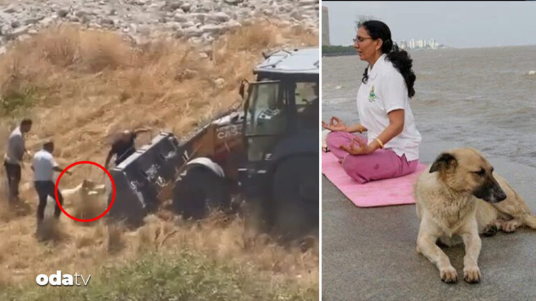 kepce dozeriyle kopek toplama tepki cekti hindistanda kisirlastirip birakma karari 1JsteG5R