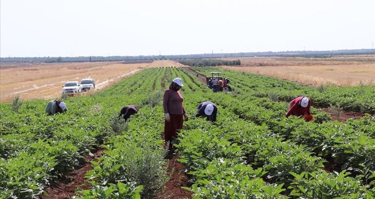 kiliste yilin ilk hasadi basladi ciftciler verimden oldukca memnun wSJzxa2R