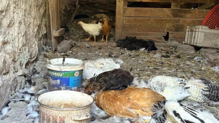 kopek saldirisinda 40 tavugunu kaybeden girisimciden feryat y6ByblBs