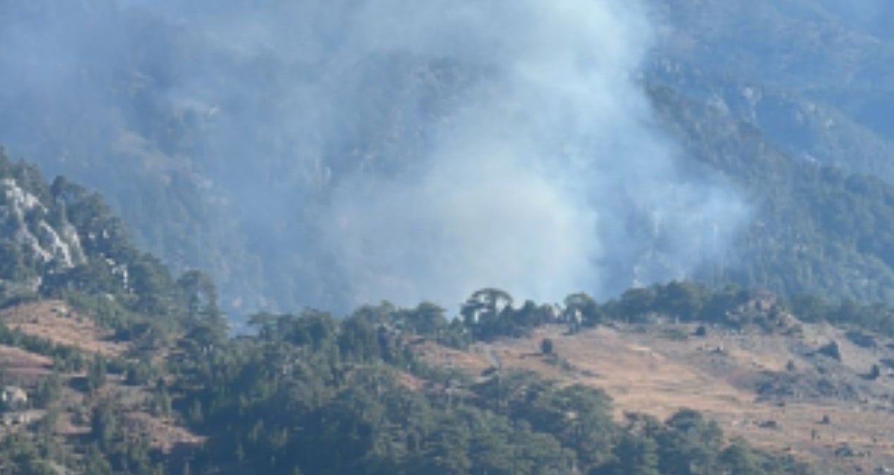 koycegizde orman yangini Tfx3fCMB