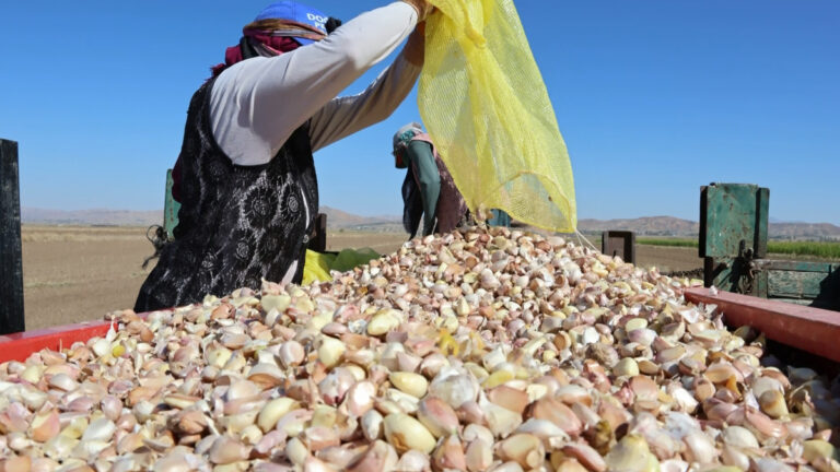 aksarayda organik sarimsaklarin ekimi basladi ISt6tzgc