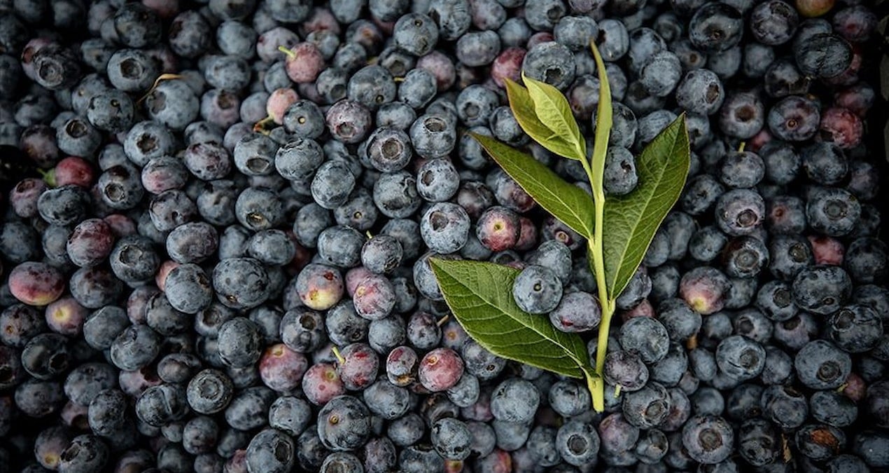 atiklari kullanip bahcesini ekip bicti paraya para demedi w4izewmJ.jpg