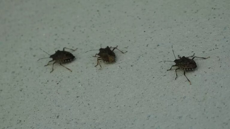 kahverengi kokarca uyarisi cilde temas edilmemeli vqsTsT8E.jpg