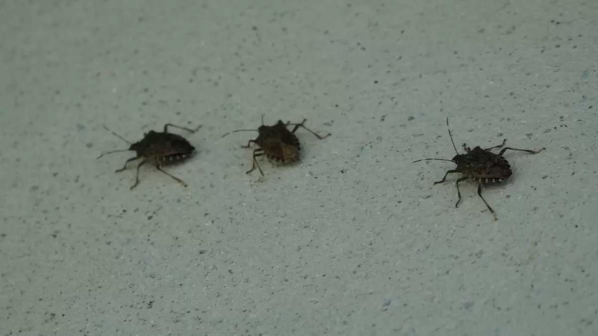 kahverengi kokarca uyarisi cilde temas edilmemeli vqsTsT8E.jpg