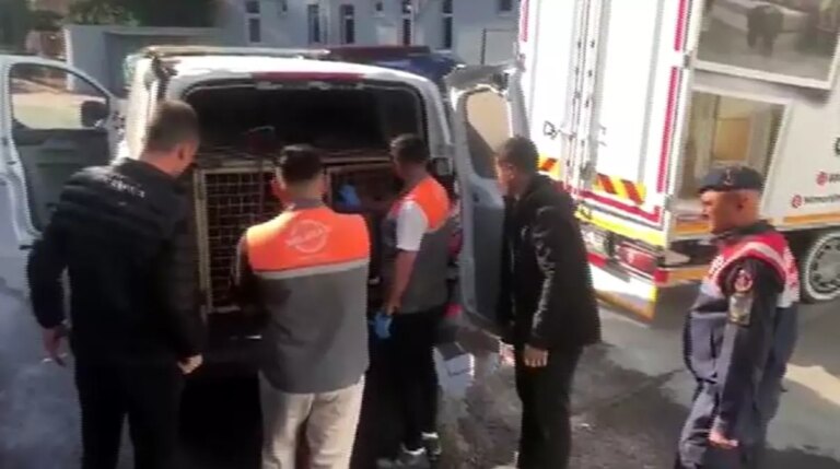 kayseride kopek dovusu operasyonu 13 kisi sucustu yakalandi PxBXez1k.jpg
