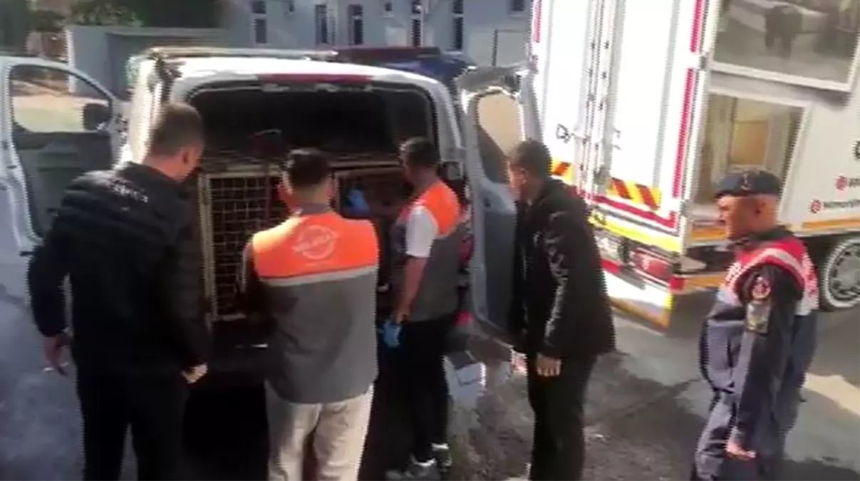 kayseride kopek dovusu operasyonu 13 kisi sucustu yakalandi PxBXez1k.jpg