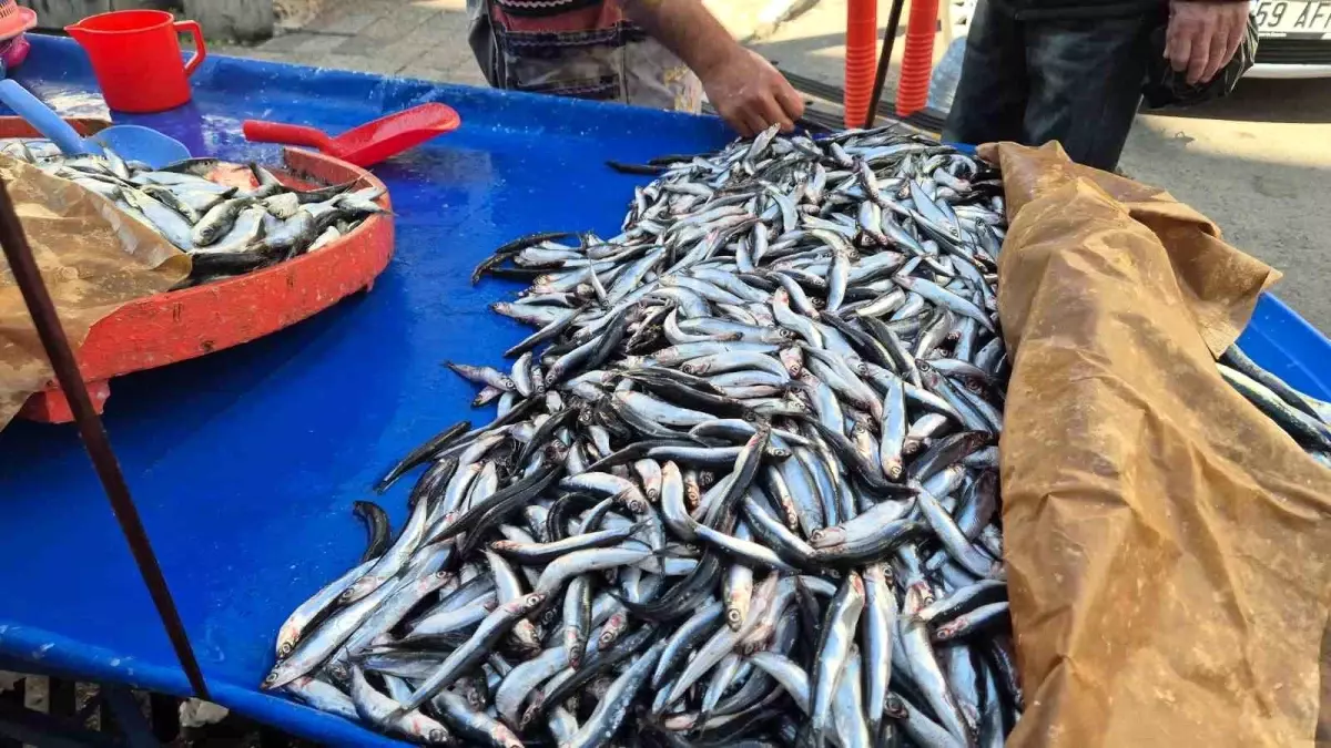 suleymanpasada hamsi ve sardalya fiyatlari dususte Pc5utDpa.jpg