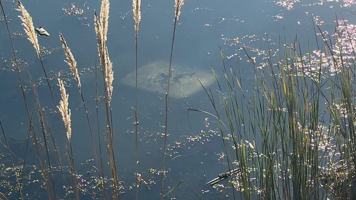 tokatta ehliyetsiz surucu aracla golete dustu OPhmg1Jy.jpg